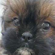Mal-Shis from Dog Breeder