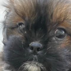 Mal-Shis from Dog Breeder