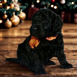 Orange ( black male) - Black male Australian Labradoodle puppy in Milton, North Carolina from Good Day Doodles