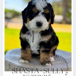 Cowboy - Tri-color male Bernedoodle puppy in Syracuse, Utah from Redrockbernedoodles