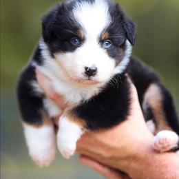 Karen - Black tri-color female Australian Shepherd puppy in Georgetown, Texas from River Reign Australian Shepherds