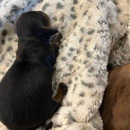 Girl 3 - Black female Dachshund puppy in Garfiled, Arkansas from Iron Bear Livestock & Dachshunds