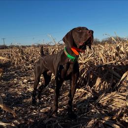 Outlaw - German Shorthaired Pointer