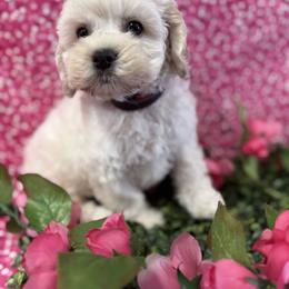 Vanellope G drk Pink - Cream female Cockapoo puppy in Haines City, Florida from Camic Cockapoos