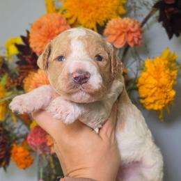 Macchiato (orange collar) - Parti male Poodle puppy in Plainfield, New Jersey from Caris Paws Poodles and Labradoodles