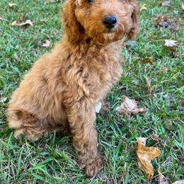 AKC Black Collar - Red  male Poodle puppy in Dallas, Georgia from West Cobb Dogs