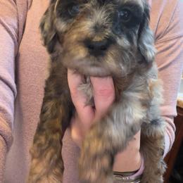 Ravioli - Merle male Cockapoo puppy in Clarks Summit, Pennsylvania from M&M Cockapoos