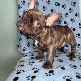 French Bulldog Puppies from Tiny Besties