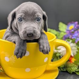 Ella - Blue female Weimaraner puppy in Evart, Michigan from Drehbar Weimaraners