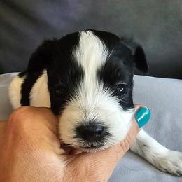 Boy 1 - Black & white male Maltipoo puppy in Nampa, Idaho from Dawn's Maltipoos