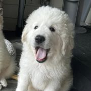 Border Collies and Maremma Sheepdogs from Sweet Clover Creek Farm