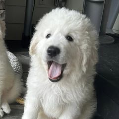 Border Collies and Maremma Sheepdogs from Sweet Clover Creek Farm