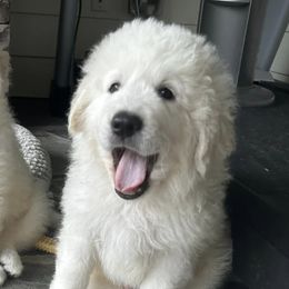 Border Collies and Maremma Sheepdogs from Sweet Clover Creek Farm
