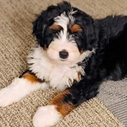 Aussiedoodles, Bernedoodles, Goldendoodles, and Poodles from Scott’s Farm Poodles and Doodles