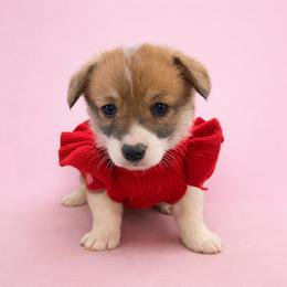 Meg - Sable female Pembroke Welsh Corgi puppy in Ramona, Oklahoma from Eden Farms Corgis