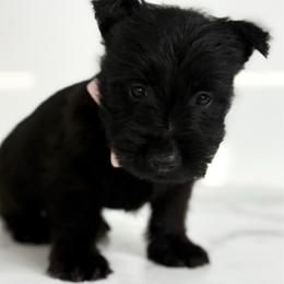 Bella - Black female Scottish Terrier puppy in Mount Joy, Pennsylvania from K&M Kennel