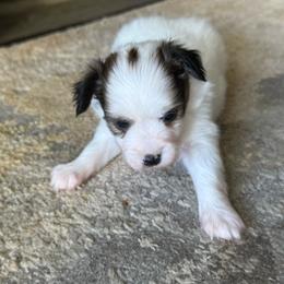 Laken's white and red sable boy - White and sable male Papillon puppy in Shirley, Arkansas from Lucky Pups