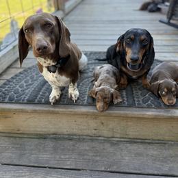 Dachshund puppies from Muddy Bay Kennels