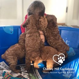 Cockapoo Puppies from Chesley Hill Cockapoos
