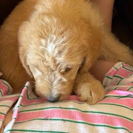 Journey Apricot gold - Apricot male Labradoodle puppy in Churchill County Fallon, Nevada from Card Family Ranch