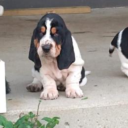 Basset Hound Puppies from Honey Moon Hounds