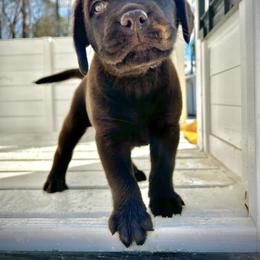 Labrador Retriever Puppies from Patton Premier Labs