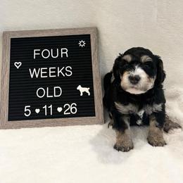 Dory - Tri-color female Bernedoodle puppy in Sparrows Point, Maryland from Rosie’s Puppies
