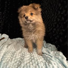 Muffi - Orange sable female Pomeranian puppy in Greenville, Georgia from Breezy Hill Poms