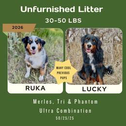 Australian Mountain Doodle puppies from Dry Canyon Pups