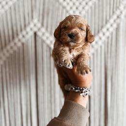 Butterscotch - Yellow and white male Bernedoodle puppy in Shingle Springs, California from Kindred Oak Goldendoodles