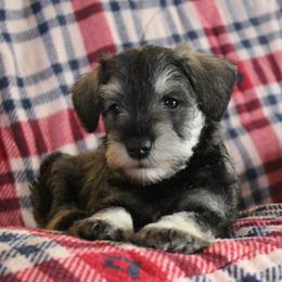 Teddy - Salt and pepper male Miniature Schnauzer puppy in Richardton, North Dakota from Crooked Tree Ranch