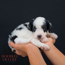 Dasher - Tri-color male Labradoodle puppy in Travelers Rest, South Carolina from Doodles of Love Labradoodles