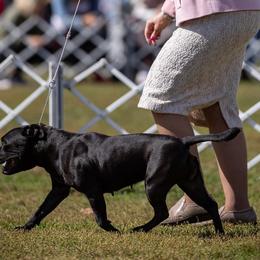 Staffordshire Bull Terriers from KnowJokes Staffordshire Bull Terriers