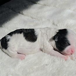 Porsche - Black and white female Shihpoo puppy in Rural Retreat, Virginia from Kopydlowski's Shihpoo and Shichon pups