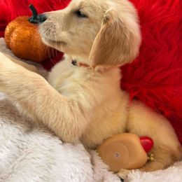 Golden Retriever Puppies from American True Golden retriever