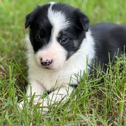 Panel clear - Black and white female Border Collie puppy in Nashville, Arkansas from Whisenhunt Farms