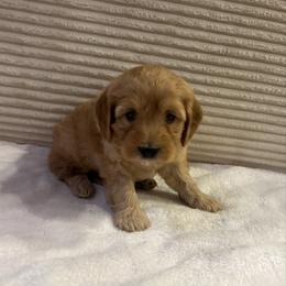 Joshua - Apricot male Cavapoo puppy in Payson, Utah from Country Sky Doodles