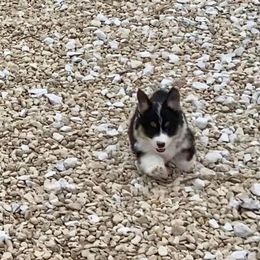 Pembroke Welsh Corgi Puppies from Campbell Ranch Corgis