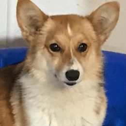 Sadie - Pembroke Welsh Corgi
