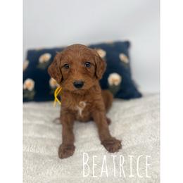 Beatrice - Red  female Goldendoodle puppy in Smithfield, Kentucky from KBK9 Kennels