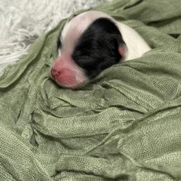 Lightning - White black and tan male Papillon puppy in Howe, Oklahoma from Southern Sweet Papillons