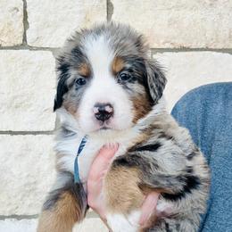 Bernedoodle puppies from Mid-West Bernedoodles