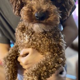 Labradoodle Puppies from Double B Doodles