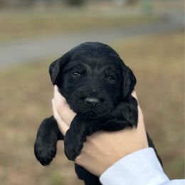 Dasher - Black male Goldendoodle puppy in Fairmount, Georgia from Muscadine Meadows Farm