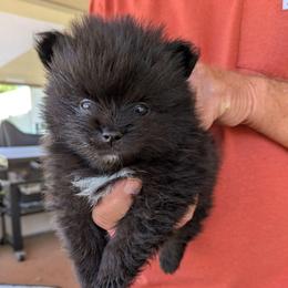 D - Black parti male Pomeranian puppy in Cocoa, Florida from Pom Coast Pomeranians