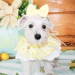 Dixie - Liver female Miniature Schnauzer puppy in Antlers, Oklahoma from Rocking H
