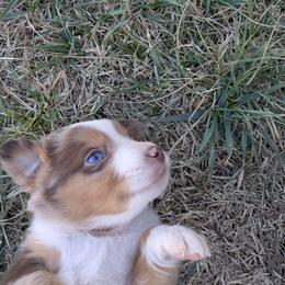 Rusty - Red merle male Australian Shepherd puppy in Almo, Kentucky from Riley's Paw Pals