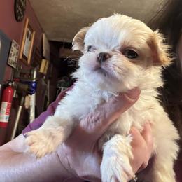 Chester - Red and white male Japanese Chin puppy in Elkview, West Virginia from Almost Heaven