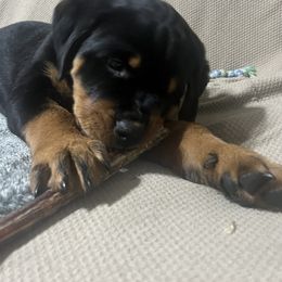 Rottweiler Puppies from CG Rottweilers