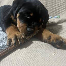 Rottweiler Puppies from CG Rottweilers